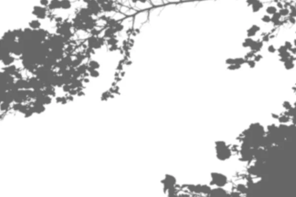 Abstraktní pozadí stíny větve listy na bílé zdi. Bílá a černá pro překrytí fotografie nebo makety — Stock fotografie