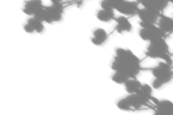 Абстрактный фон теней ветки листьев на белой стене. Белый и черный для наложения фотографии или макета — стоковое фото