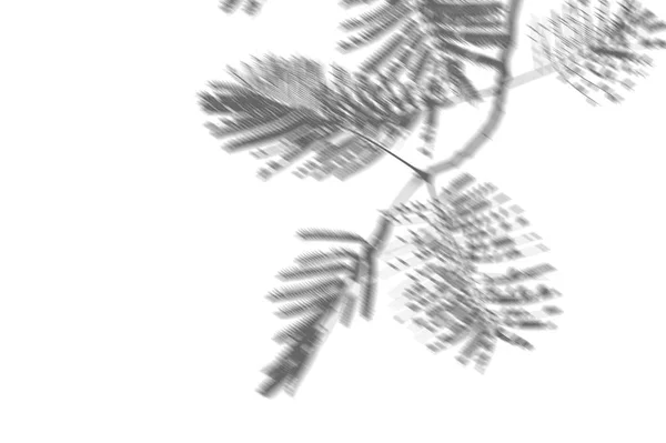 抽象的背景阴影棕榈叶子在白色墙壁上。白色和黑色用于覆盖照片或模型 — 图库照片