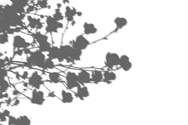 그림자 지점의 추상 배경 흰 벽에 나뭇잎. 화이트와 블랙 사진이 나 이랑 오버레이 대 한 — 스톡 사진