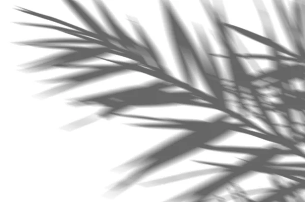 Абстрактный фон теневых экзотических пальмовых листьев на белой стене. Белый и черный для наложения фотографии или макета — стоковое фото