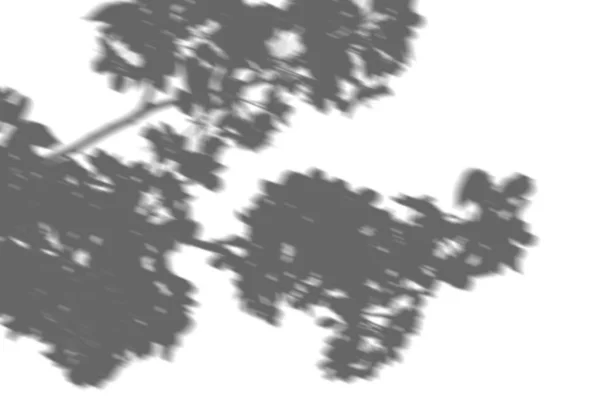 Abstracte achtergrond van schaduwen tak bladeren op een witte muur. Wit en zwart voor overlay een foto of een mockup — Stockfoto
