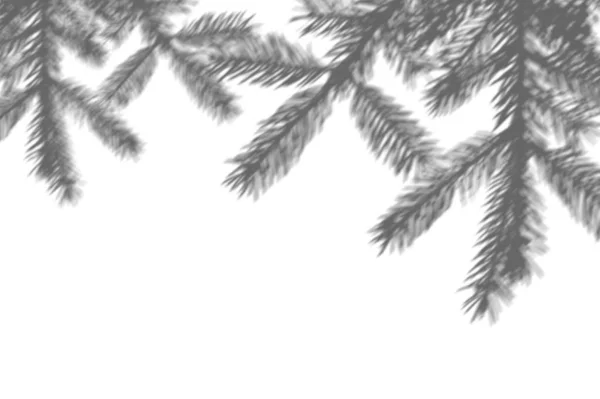 Zimní pozadí stíny větve stromu fer na bílé zdi. Bílá a černá pro překrytí fotografie nebo makety — Stock fotografie
