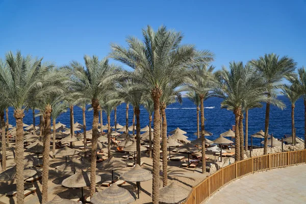 Chaise lounges de verano bajo un paraguas en la playa de arena del mar y palmeras en el hotel Egipto, Sharm el Sheikh, concepto de tiempo para viajar —  Fotos de Stock