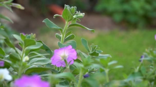 Lila blommor i blomsterrabatten trädgård i äkta 1080p slow motion högkvalitativ video — Stockvideo