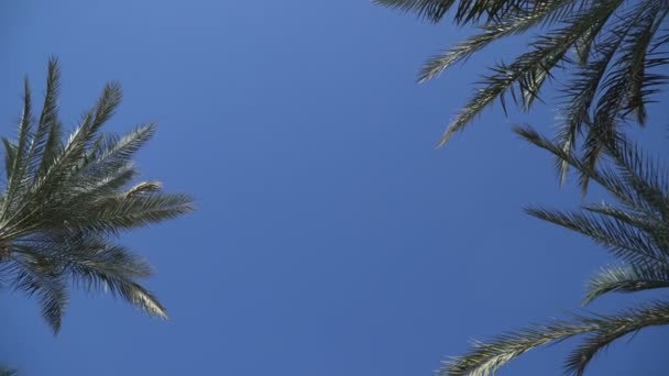 Pálmafákkal díszített - tökéletes pálmafák ellen egy gyönyörű kék ég — Stock videók
