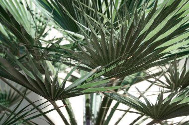 Güzel tropikal yaprak dokusu, yeşil çimen ve egzotik yeşillik doğa arka plan bahçe yaprakları