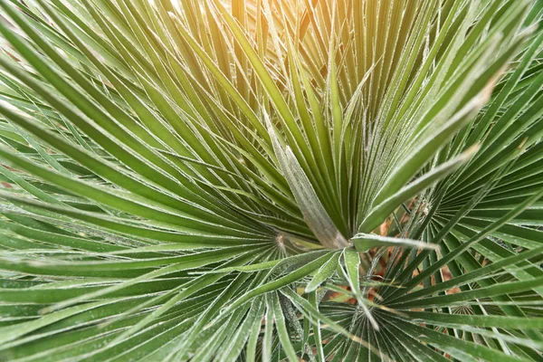 Beautiful tropical leaf texture, green foliage natural background of green grass and exotic leaves garden — Stock Photo, Image