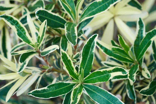 Hermosa textura de hoja tropical, follaje verde fondo natural de hierba verde y jardín de hojas exóticas — Foto de Stock