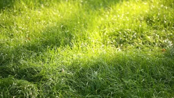 Zielona trawa wibrujący zbliżenie. Zielona trawa makro. Streszczenie tło naturalne trawa zielona i piękna niewyraźne bokeh. Latem — Wideo stockowe