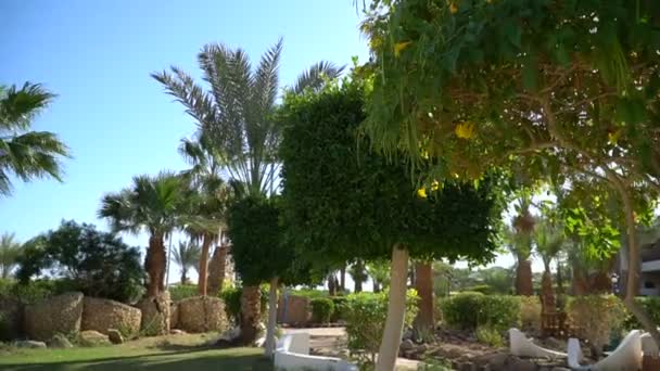 Ogrodnictwo krajobrazu z kwitnącymi kwiatami w Egipcie. Piękny ogród tropikalnych roślin i drzew w Luksorze — Wideo stockowe
