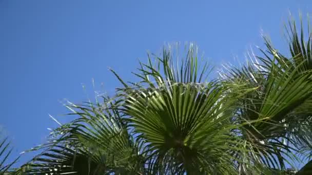 익은 열매와 가지 바람, 푸른 하늘-4 k 비디오에 야자수 잎에에서 이동 날짜 팜 나무 — 비디오