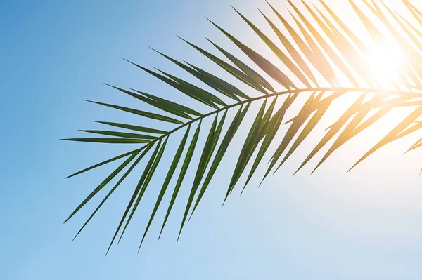 Palmu sunnuntai käsite: Lehdet runko kookos oksat pilvinen sininen taivas tausta — kuvapankkivalokuva