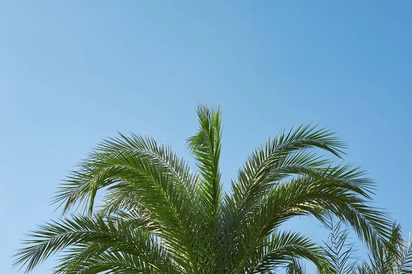 Palm sunday concept: Leaves frame of coconut branches with cloudy blue sky background — Stock Photo, Image