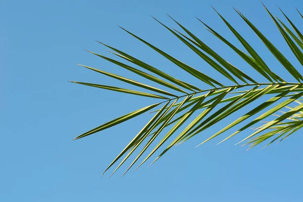 Concepto de Domingo de Palma Exótica: Hojas marco de ramas de coco con fondo cielo azul nublado — Foto de Stock