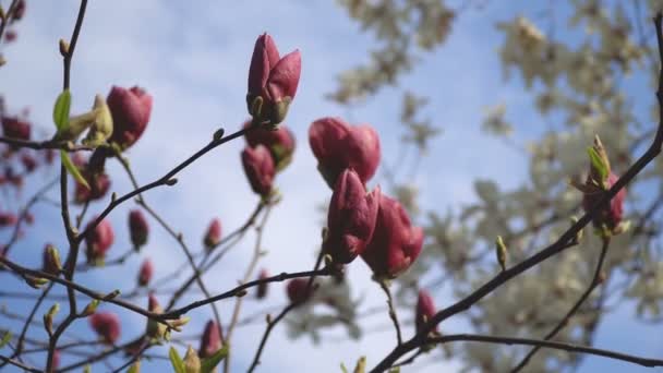 Красивые розовые цветы магнолии цветут крупным планом средь бела дня на естественном фоне — стоковое видео