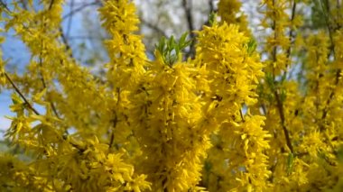 Forsythia çalılar sarı çiçekler açtı. Güneşli bahar günü, çalılar sarı çiçekler açmaya başladı. Güneş ışığında güzel çalı