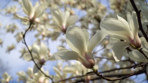 Bílá magnólie květiny na větvi stromu na pozadí modré oblohy — Stock video
