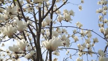 White magnolia flowers on tree branch on background of blue sky