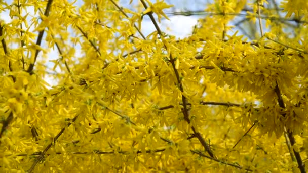I cespugli di Forsythia fiorirono fiori gialli. Giorno soleggiato di primavera, il cespuglio ha cominciato a fiorire fiori gialli. Bellissimo cespuglio alla luce del sole — Video Stock