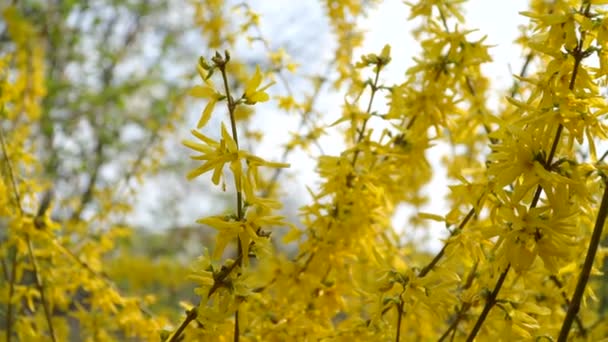 Forsythia krzewy rozkwitły żółte kwiaty. Słoneczny wiosenny dzień, krzew zaczął kwitnąć żółte kwiaty. Piękny krzew w słońcu — Wideo stockowe