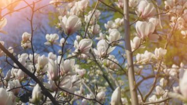 White magnolia flowers on tree branch on background of blue sky