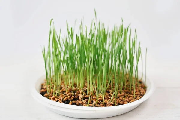 Fresh spring green grass with drops of dew, germination of wheat, isolated on white background — Stock Photo, Image