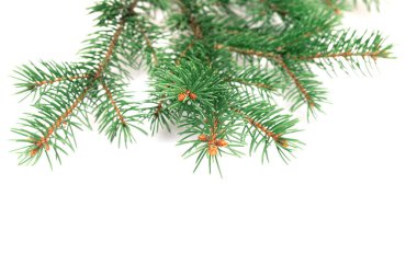 Beyaz arka planda izole edilmiş bir köknar ağacı dalı. Çam dalı. Noel arkaplanı