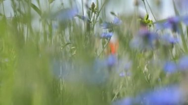 Çayır yeşil çim ile bir haşhaş alanda kırmızı Poppies