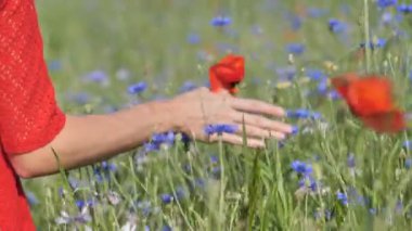Kırmızı elbise el Poppies alan Through çalışan kadın yakın çekim. Kız el dokunmadan kırmızı haşhaş çiçekler closeup. Aşk doğa kavramı