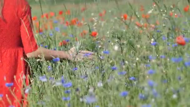 Närbild Kvinnans Röd Klänning Hand Kör Genom Poppies Field Girl — Stockvideo