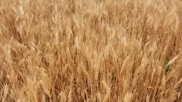 Пшеничне поле. Вуха пшениці крупним планом. Концепція збору та збирання врожаю. Поле полювання на золоту пшеницю. Природний ландшафт. Мирна сцена. Концепція здоров'я 4k відео — стокове відео