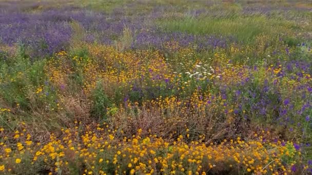 Wildflower weide veld met zonnige zomerdag. olorful groene, gele, rode, blauwe en witte bloemen — Stockvideo