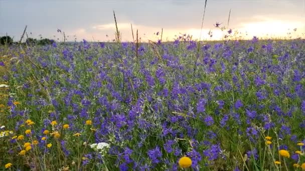 Campo de prado de flores silvestres com dia de verão ensolarado. flores verdes, amarelas, vermelhas, azuis e brancas — Vídeo de Stock