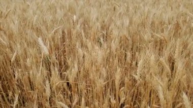 Buğday Tarlası. Buğdayın kulakları yakın. Hasat ve hasat konsepti. Altın buğday ın sallanması. Doğa manzarası. Huzurlu bir sahne. Arka Plan Sağlık Kavramı 4k video