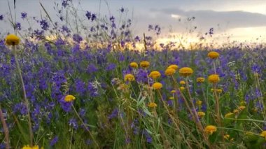 Güneşli yaz günü ile Kırçiçeği çayır alanı. olorful yeşil, sarı, kırmızı, mavi ve beyaz çiçekler