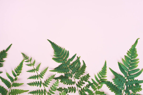 Exotic natural fern leaf on pastel pink background, nature background with place for your text