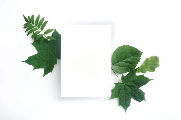 Autunno mockup foglie verdi isolate su sfondo bianco. Vista dall'alto. Caduta piatta laici con posto per il vostro testo — Foto Stock