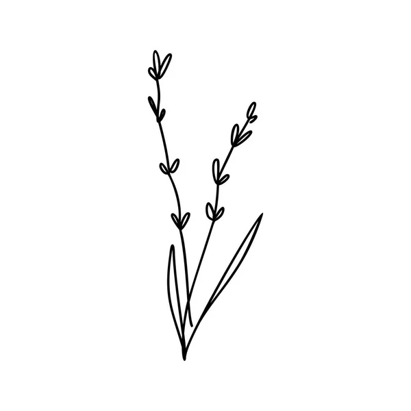 Vector floral lavanda mão desenhado elemento logotipo em estilo elegante e mínimo. Objeto isolado, ramo com folhas. Ilustração para crachás, logótipos de etiquetas — Vetor de Stock