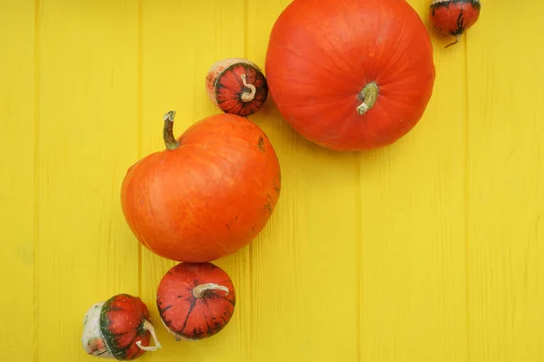 Acción de Gracias fondo amarillo madera con calabazas Copiar el espacio para el texto. diseño otoñal estacional maqueta. Horizontal —  Fotos de Stock