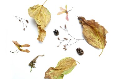 Izole sonbahar yaprakları ve bitkiler beyaz arka plan üzerinde metin için yer ile. düz yatıyordu, üst görünüm yaratıcı nesneler. Şükran günü tasarımı için öğeler