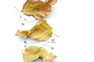 Izole sonbahar yaprakları ve bitkiler beyaz arka plan üzerinde metin için yer ile. düz yatıyordu, üst görünüm yaratıcı nesneler. Şükran günü tasarımı için öğeler