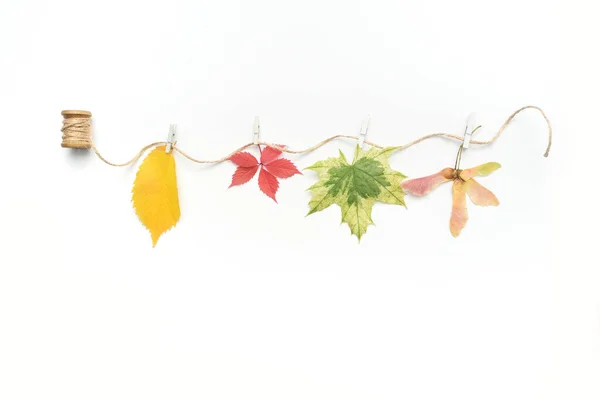 Feuilles d'automne isolées, plantes et corde avec place pour votre texte sur fond blanc. tomber à plat, vue de dessus objets créatifs. Éléments pour Thanksgiving conception de jour — Photo