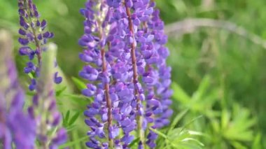 Gün batımında açan bir vahşi mor lupin tarlası. Lupinus, yaygın olarak Lupin ya da Lupine olarak bilinen, Legume Ailesi 'nde çiçek açan bitkilerin cinsidir.