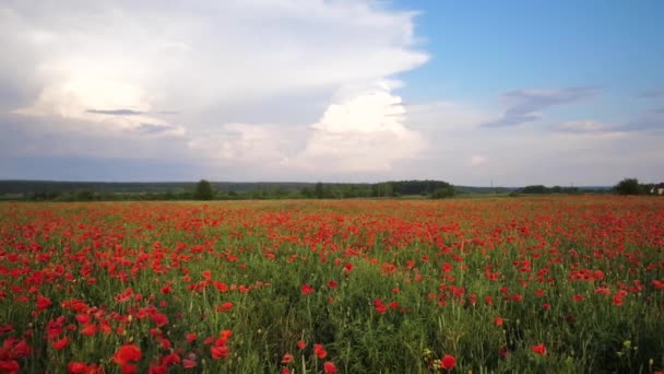 Campo di movimento video con erba verde e papaveri rossi contro il cielo del tramonto. Bellissimi papaveri rossi da campo con focus selettivo. Glade di papaveri rossi. Obiettivo grandangolare della fotocamera — Video Stock