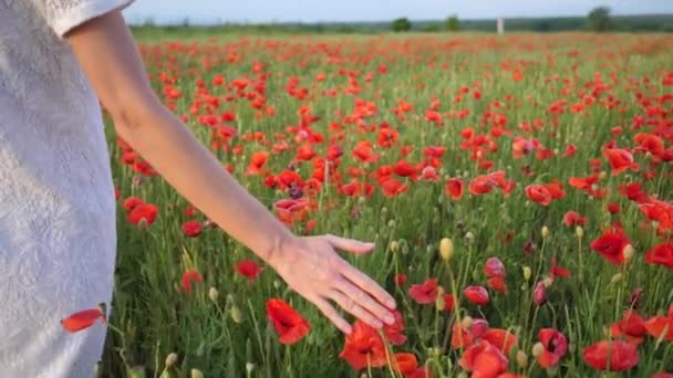 農村部のシーン、女性の手の赤いケシの花を撫で。野生のケシの大規模なフィールド、美しさの自然コンセプト — ストック動画