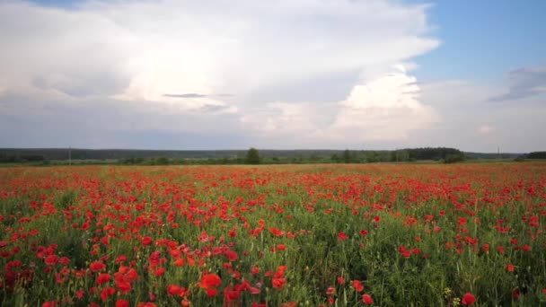 Video-Bewegungsfeld mit grünem Gras und roten Mohnblumen gegen den Abendhimmel. Schöne rote Feldmohn mit selektivem Fokus. Lichtung des roten Mohns. Weitwinkelobjektiv der Kamera — Stockvideo