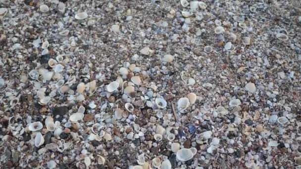 多くの小さな貝殻で作られた海岸沿いの砂。ビデオモーションフルHD — ストック動画