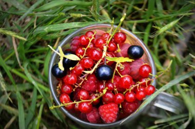Bir fincan taze organik yaz meyveleri. Frenk üzümü, ahududu, dut