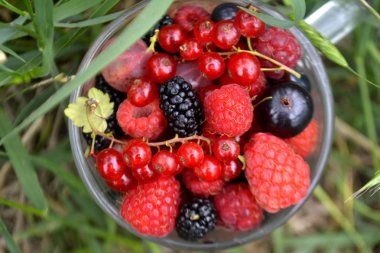 Bir fincan taze organik yaz meyveleri